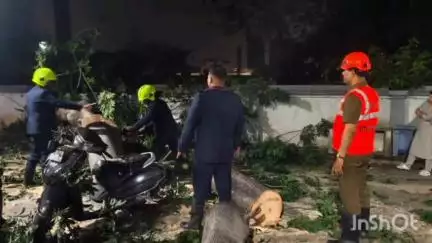ठाणे: माजीवाडा परिसरामध्ये झाड पडल्याने पाच गाड्यांचे नुकसान,सुदैवाने जीवितहानी नाही