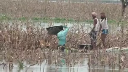 দলগাঁও ভাগ: খাৰুপেটীয়াত কৃত্ৰিম বানৰ কৱলত ৫ শতাধিক কৃষকৰ মাকৈ খেতি, খেতিপথাৰত হৈছে এবুকু পানী #jansamasya
