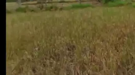ସୋନପୁର: ଡୁଙ୍ଗରିପାଲି,ବିନିକା ଅଞ୍ଚଳରେ ବ୍ୟାପକ ଧାନ ଫସଲ ନଷ୍ଟ ହୋଇଥିବ ଅଭିଯୋଗ ହେଉଛି#jansamasya