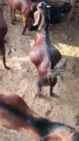 ग्राम पीपरोड़ा में एक किसान का एक करोड़ का बकरा और एक बकरी चोरी हो गई