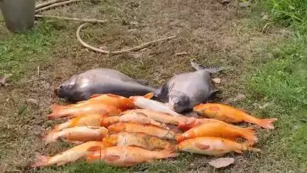 নাকাশিপাড়া: পশ্চিম জগদানন্দপুর আদি কালী মন্দিরে সংরক্ষিত জলাশয়ে মূল্যবান মাছ মরে যাওয়ার কারণ নিয়ে তদন্ত চাইল মন্দির কমিটি