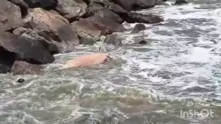 കാർത്തികപ്പള്ളി: കടൽ മത്സ്യം ഉപയോഗിക്കുന്നതിനെതിരായ വ്യാപക പ്രചരണത്തിനെതിരെ മത്സ്യത്തൊഴിലാളികൾ ആറാട്ടുപുഴയിൽ രംഗത്ത് #Iocalissue