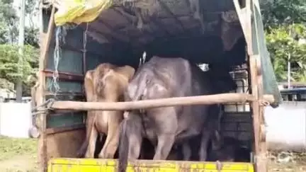 ಶಿರಸಿ: ಚಿಪಗಿ ಬಳಿ ವಾಹನದಲ್ಲಿ ಹಿಂಸಾತ್ಮಕವಾಗಿ ಜಾನುವಾರುಗಳ ಸಾಗಾಟ, ರಕ್ಷಣೆ