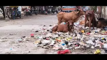ગારિયાધાર: શહેરના મેન બજાર વિસ્તારમાં સાફ-સફાઈના થતી હોવાની ફરિયાદો રહેશો દ્વારા પાલિકામાં રજૂઆત કરાઇ #jansamasya