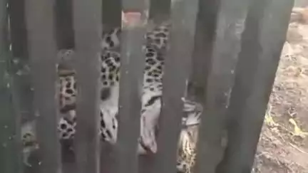 दिंडोरी: तालुक्यातील जाधव वस्ती येथील बिबट्या अखेर जेरबंद, वन विभागाची माहिती