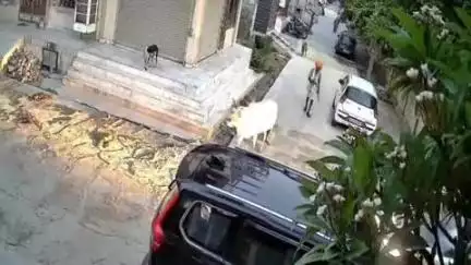 लाडपुरा: सुभाष नगर में सांडों की लड़ाई में बुजुर्ग व्यक्ति घायल, इलाज के दौरान हुई मौत, सीसीटीवी फुटेज वायरल