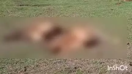 गुरूर: ग्राम बोहारडीह में तेज रफ्तार वाहन की चपेट में आने से दो गर्भवती मवेशियों की हुई मौत