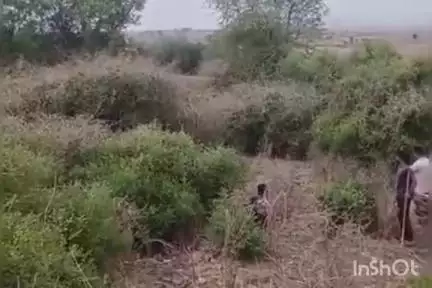 विजयपुर: अर्रोद में तेंदुए का हमला, दो युवक घायल, वन विभाग अलर्ट