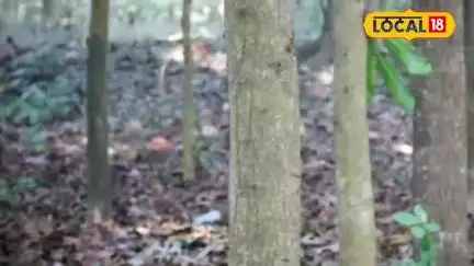 सतना में अफ्रीकन मोहगनी की खेती बनी किसानों की नई उम्मीद !? लकड़ी का सोना कहे जाने वाले इस पेड़ की बढ़ रही मांग