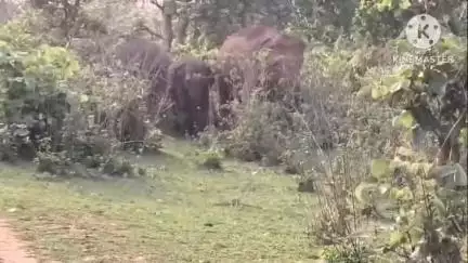 बरकट्ठा: बरकट्ठा में हाथियों का झुंड विभिन्न गांव के आसपास घूमने से ग्रामीण में दहशत #jansamasya