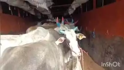 राळेगाव: जनावर तस्करीतील आरोपी पोलिसांच्या ताब्यात वडकी येथील घटना