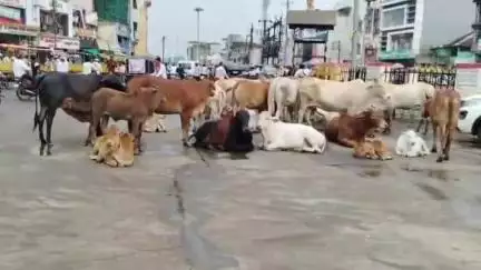 हिंगोली: शहरातील मोकाट जनावरांचा बंदोबस्त करा संभाजी राजे शौर्य प्रतिष्ठानची जिल्हाधिकारी यांच्याकडे मागणी #jansamasya