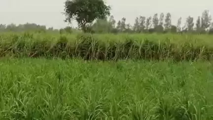 सीतापुर: बिहारीगंज ग्राम पंचायत में खेत पर कब्जा करने को लेकर विवाद, विपक्षियों पर जबरन फसल काटने का आरोप