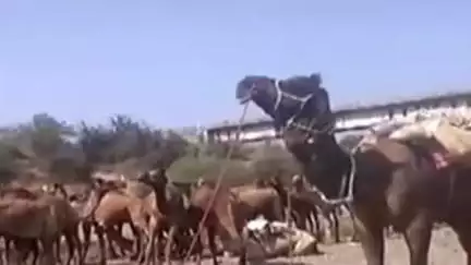 चोपडा: गलंगी गावाजवळ चोपडा शिरपूर रस्त्यावर उंट वाहतूक करणारे दोन वाहन चोपडा ग्रामीण पोलिसांनी पकडले, तिघांविरुद्ध गुन्हा दाखल