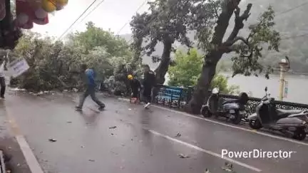 नैनीताल: नैनीताल में बारिश के चलते मॉल रोड पर एक पेड़ गिरा, यातायात प्रभावित हुआ