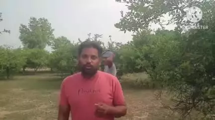 #गढ़ी पंचायत में एक ऐसा बगीचा जहां सैकड़ों की संख्या में निम्बू का पेड़,,