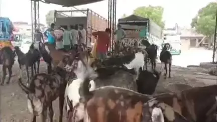 अजमेर: ईद का समय और बकरा मंडी में जानवरों के पानी पीने की समस्या को लेकर व्यापारी में जताई नाराजगी। #Jansamasya