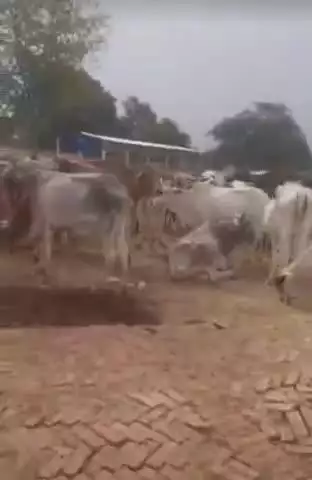 नवाबगंज: ब्लॉक कार्यालय से महज़ 800 मीटर दूर गौशाला में गायें बदहाली में, चारा-पानी का अभाव और निरीक्षण शून्य