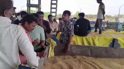 मोहन बड़ोदिया: मोहन बड़ोदिया कृषि मंडी में गेहूं और मसूर की आवक, गेहूं ₹2525 तक बिका