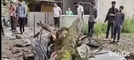 चम्बा: सरोल गांव में सड़क पर विशालकाय पेड़ गिरने से कार हुई चकनाचूर, बड़ा हादसा टला