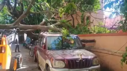மாம்பலம்: கே.கே.நகர் 12வது செக்டர் பகுதியில் திடீரென முறிந்து விழுந்த மரம் - 2 கார்கள் சேதம்