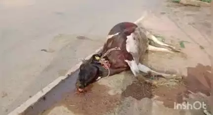 रॉबर्ट्सगंज: पनीकप खुर्द गांव में कार की टक्कर से गाय की हुई मौत, 4 लोग हुए घायल
