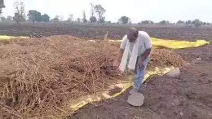 दारव्हा: धुळापूर येथील शेतकऱ्यांचे तीळ पीक वादळात उद्ध्वस्त, आर्थिक मदतीसाठी तहसीलदारांना निवेदन