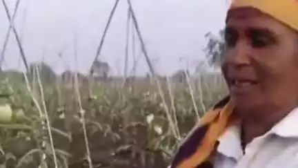 आष्टी: मुसळधार पावसाने आष्टी तालुक्यात भाजीपाला पिकांचे मोठे नुकसान, भरपाईची शेतकऱ्यांची मागणी #Jansamasya