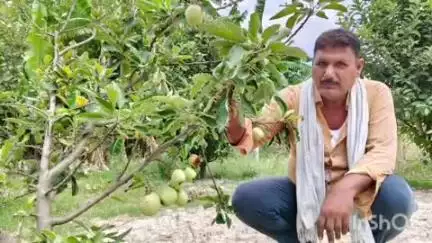 नावकोठी: नावकोठी के वृंदावन में कश्मीर और हिमाचल की तर्ज पर सेब की खेती शुरू, 300 पौधे लगाए गए