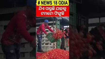 କଲମ୍ବିଆରରେ ଟୋମାଟିନା ଯୁଦ୍ଧ | Tomatina in Colombia! Epic Tomato Fight in Sutamarchán! #shorts