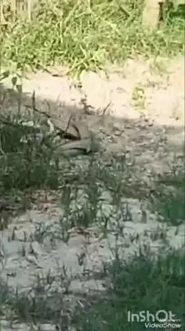 बेहट: कम्बोहमजरा में घर में रह रहे नाग-नागिन के जोड़े को ग्रामीणों ने पकड़कर जंगल में छोड़ा, वन विभाग पर आरोप