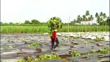 शिरोळ: मान्सूनपूर्व पावसामुळे वांग्याच्या पीकाचे नुकसान,पोपट खोत यांची सव्वा एकर बाग उद्‌ध्वस्त #Jansamasya