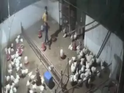 पनागर: महगवा में मुर्गी प्रेमी चोर पोल्ट्री फार्म में घुसा, ₹10 हजार और 4 मुर्गियां चुराईं, वारदात सीसीटीवी में कैद