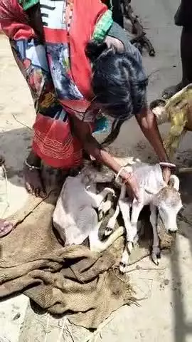 सिहपोखर गांव मे गाय ने दी 3 बच्चे जन्म