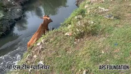 नदी में फंसी रही गाय….🙏🏻

Respect Girls help poor help animals 

#apsgurjar #help #viral #support #gwalior