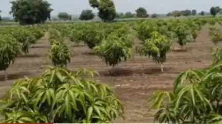 हिंगोली: महात्मा गांधी राष्ट्रीय ग्रामीण रोजगार हमी योजनेंतर्गत फळबाग लागवडीसाठी शेतकऱ्यांनी अर्ज करावेत: जिल्हाधिकारी गुप्ता
