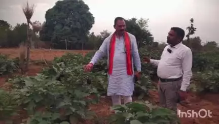 फुनगा की बाड़ी में लहलहाते बैंगन देख बोले स्वास्थ्य मंत्री- 'मेरी आत्मा खिंचती चली गई इस मेहनत की ओर'