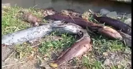 लातूर: लोकनेते विलासराव देशमुख नाना नानी पार्कच्या तळातील मासे काढून आज्ञाताने टाकले महापालिकेच्या कंपाऊंडजवळ, परिसरात दुर्गंधी