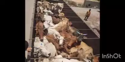 सिरोंचा: कत्तलीसाठी जाणारे 34 गोवंशीय जनावरासह 13.40 लाखाचा मुद्देमाल जप्त एक आरोपी ताब्यात