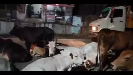 चुरहट: सड़कों पर आवारा मवेशियों का जमावड़ा, आए दिन दुर्घटनाओं का शिकार हो रहे वाहन चालक