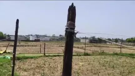 सिंगरौली: बांस-बल्ली के सहारे बिजली की व्यवस्था, वार्ड 41 के रहवासी बोले- बिल वसूल रहे, लेकिन सुविधा नहीं दे रहे #Jan samasya