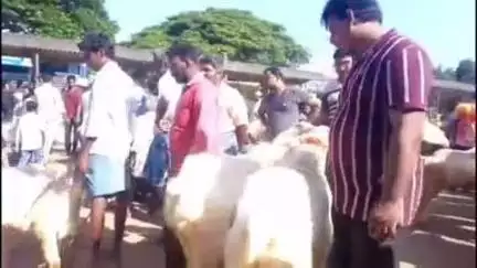 கே.வி.குப்பம்: பக்ரீத் பண்டிகையை முன்னிட்டு சந்தை மேடு பகுதி ஆட்டு சந்தையில் ₹1½ கோடிக்கு நடைபெற்ற வர்த்தகம்