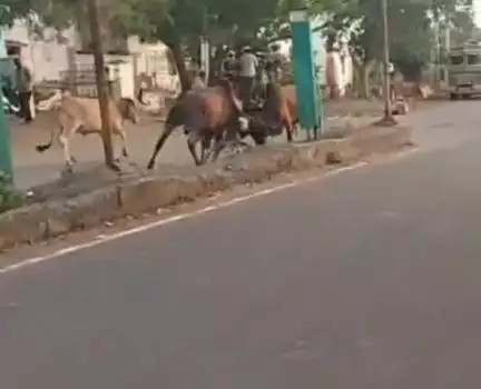 સાવરકુંડલા: શહેરમાં આવેલ હાથસણી રોડ ઉપર આખલા યુદ્ધ બરાબર જામ્યું: અવાર નવાર રાહદારીઓ થાય છે પરેશાન