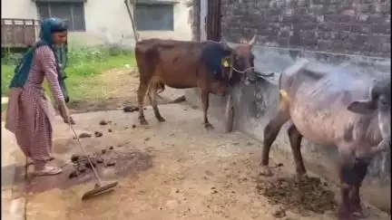 नाहन: जिओ ट्रैकिंग ना होने से गौ शेड निर्माण अधर में, स्वीकृति मिलने के बाद भी शुरू नहीं हो पाया निर्माण कार्य #jansamasya