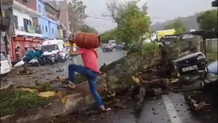धरवाला: सरोल में मिंजर अस्पताल चंबा के पास एक बड़ा पेड़ मुख्य सड़क पर गिरने से मची अफरा-तफरी