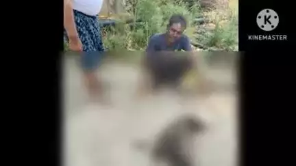 हिण्डौन: गांव कांचरौली में शिकारी ने किया राष्ट्रीय पक्षी मोर का शिकार, वन विभाग करेगा शिकारी के खिलाफ कार्रवाई
