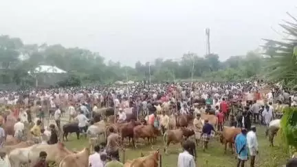 সোনামুড়া: ঈদুল আযহা উপলক্ষ্যে সোনামুড়ায় পশুর হাঁট,গরুর সর্বোচ্চ দাম ১৮০০০০