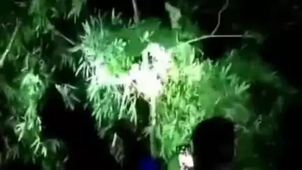 আলিপুরদুয়ার ১: আলিপুরদুয়ার ২: দক্ষিণ মহাকালগুড়ি এলাকা থেকে প্রায় ১০ ফুট লম্বা অজগর উদ্ধার