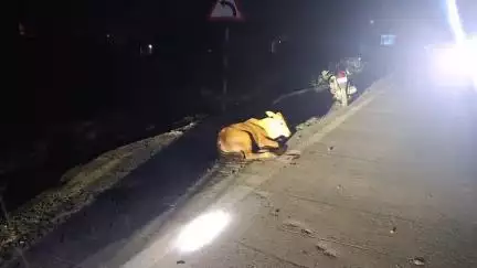 पत्थलगांव: पत्थलगांव के अम्बिकापुर रोड स्थित NH-43 मदनपुर इंजको में तेज रफ्तार क्रेन वाहन ने सड़क पर बैठी तीन गायों को रौंद दिया