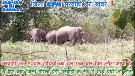 जिला गौरेला,पेंड्रा,मरवाही पहुंचा4 हाथियों का दल,8दिनों से कर रहा था मध्य प्रदेश की सीमा में विचरण,फिर लौट आया GPM।।